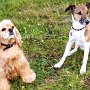 American_Cocker_Spaniel+Parson_Jack_Russell_Terrier1(1)