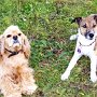 American_Cocker_Spaniel+Parson_Jack_Russell_Terrier1(2)