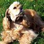 American_Cocker_Spaniel1(1)