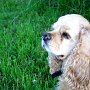 American_Cocker_Spaniel1(10)