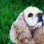 American_Cocker_Spaniel1(11)