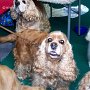 American_Cocker_Spaniel1(12)