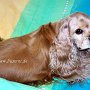 American_Cocker_Spaniel1(2)