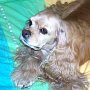 American_Cocker_Spaniel1(4)