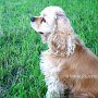 American_Cocker_Spaniel1(7)