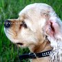 American_Cocker_Spaniel1(8)