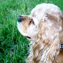 American_Cocker_Spaniel1(9)