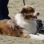 Australian_Shepherd1(1)