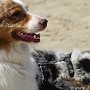 Australian_Shepherd1(2)