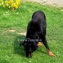 Beauceron1(1)