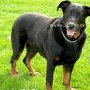 Beauceron1(4)