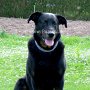 Beauceron1(5)