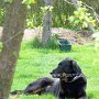 Beauceron1(6)