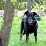 Beauceron1(7)