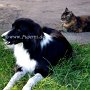 Border_Collie1(1)