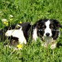 Border_Collie1(3)