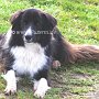 Border_Collie1(4)