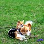 Chihuahua+Beagle1(2)