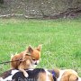 Chihuahua+Beagle1(3)