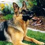 Deutscher_Schaeferhund1(3)