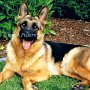 Deutscher_Schaeferhund1(4)