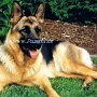 Deutscher_Schaeferhund1(5)