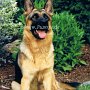 Deutscher_Schaeferhund1(7)