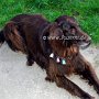 Flat-Coated_Retriever1(2)