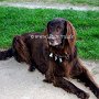 Flat-Coated_Retriever1(3)