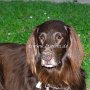 Flat-Coated_Retriever1(4)