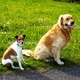 G_Retriever+P_Jack_Russell_Terrier1(1)