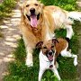 G_Retriever+P_Jack_Russell_Terrier1(3)