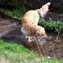 Golden_Retriever1(1)