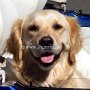 Golden_Retriever1(11)