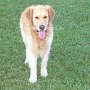 Golden_Retriever1(13)