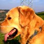 Golden_Retriever1(15)