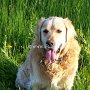 Golden_Retriever1(17)