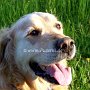 Golden_Retriever1(19)