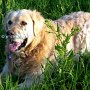 Golden_Retriever1(20)