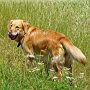 Golden_Retriever1(21)