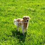 Golden_Retriever1(4)