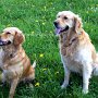 Golden_Retriever1(5)