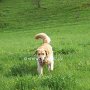 Golden_Retriever1(6)