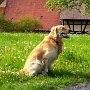 Golden_Retriever1(7)