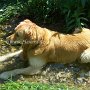 Golden_Retriever1(8)