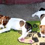 Jack_Russell_Terrier1(1)