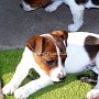 Jack_Russell_Terrier1(2)