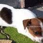 Jack_Russell_Terrier1(3)