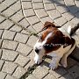 Jack_Russell_Terrier1(4)