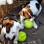 Jack_Russell_Terrier1(5)